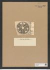 Actinoptychus truanii f. trivitatus A. Schm. (de-Toni-Nr.: Genus 227, Species 5612) Zeichnungen Sammlung Grunow Nr. 9502 (NHMW-BOT-W0379486)